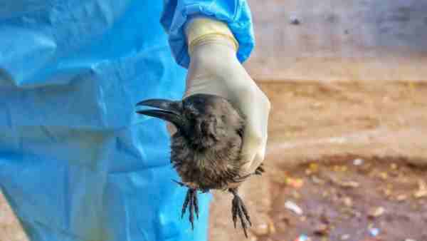 Bird Flu latest news Updates: Uttar Pradesh becomes 7th state hit by to bird flu Bird Flu latest news Updates: Uttar Pradesh becomes 7th state hit by to bird flu