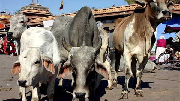 Amid bird flu scare, many cows lost lives in Gujarats surat and vadodara districts Amid bird flu scare, many cows lost lives in Gujarats surat and vadodara districts