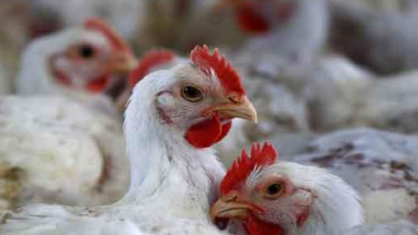 Bird flu spread in 17 districts of Rajasthan, 5130 birds died in 23 days Bird flu spread in 17 districts of Rajasthan, 5130 birds died in 23 days