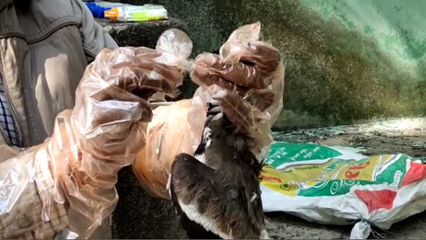 Watch video: many Birds lost their lives In Junagadh of gujarat, whats the reason behind this situation Watch video: many Birds lost their lives In Junagadh of gujarat, whats the reason behind this situation