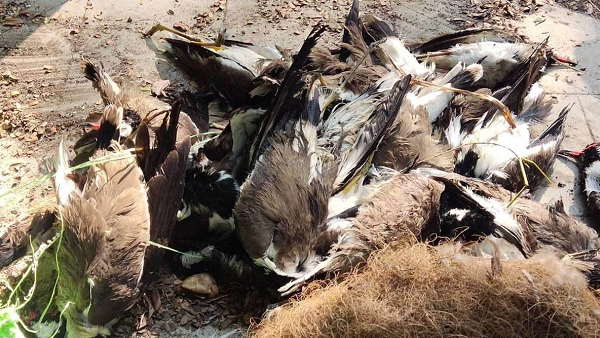 Chickens, Pigeons, Tetheries Pigeons, crows and peacock lost lives amidst risk of Bird flu at gujarat Chickens, Pigeons, Tetheries Pigeons, crows and peacock lost lives amidst risk of Bird flu at gujarat