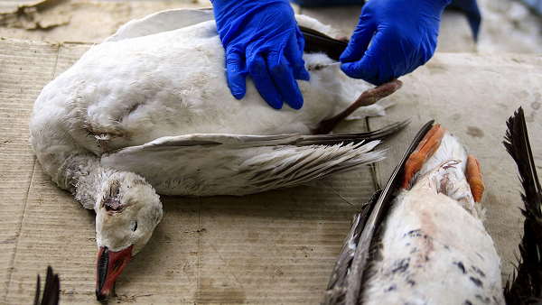 Chickens, Pigeons, Tetheries Pigeons, crows and peacock lost lives amidst risk of Bird flu at gujarat Chickens, Pigeons, Tetheries Pigeons, crows and peacock lost lives amidst risk of Bird flu at gujarat