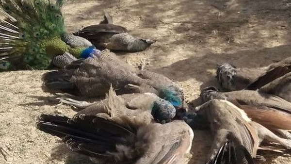 Chickens, Pigeons, Tetheries Pigeons, crows and peacock lost lives amidst risk of Bird flu at gujarat Chickens, Pigeons, Tetheries Pigeons, crows and peacock lost lives amidst risk of Bird flu at gujarat