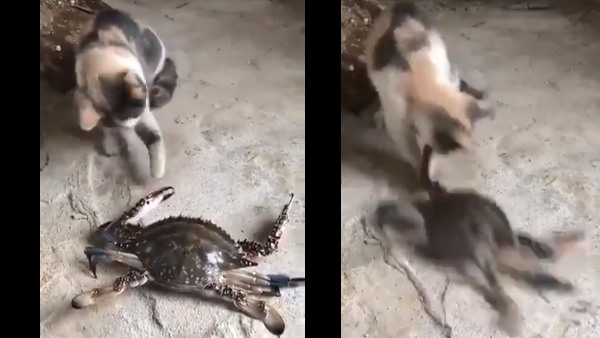 यूजर्स ने दी आश्चर्यजनक प्रतिक्रिया