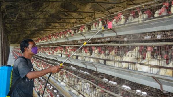 Fear of bird flu FSSAI advice Avoid eating undercooked chicken and eggs Fear of bird flu FSSAI advice Avoid eating undercooked chicken and eggs