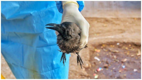 Bird flu Bird flu