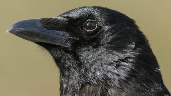 Crows found dead in jhansi bird flue suspected Crows found dead in jhansi bird flue suspected