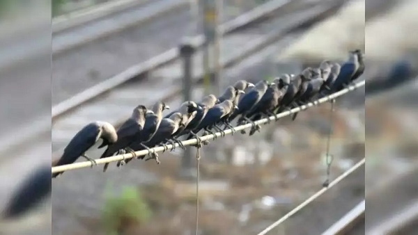 many crows lost lives in gujarat, samples sent for testing to bhopal; Feared of Bird Flu many crows lost lives in gujarat, samples sent for testing to bhopal; Feared of Bird Flu