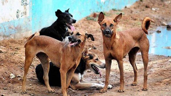 stray dogs maul minor girl to death in pilibhit stray dogs maul minor girl to death in pilibhit