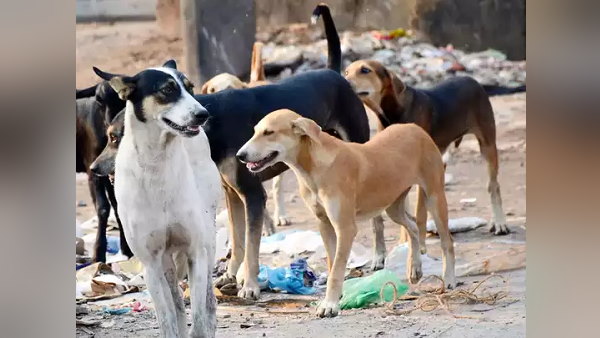 Five Dogs bite A 8 year old Child near home, admitted In ahmedabad civil hospital Five Dogs bite A 8 year old Child near home, admitted In ahmedabad civil hospital