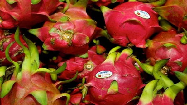 Dragon fruit to be known as Kamalam in Gujarat, Rupani Says- Nothing Political About Decision Dragon fruit to be known as Kamalam in Gujarat, Rupani Says- Nothing Political About Decision