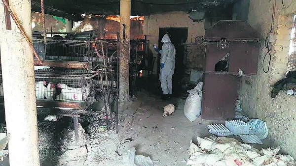 Bird Flu Outbreak: 20-thousand-chickens-lost-lives-in-another-poultry-farm of haryana Bird Flu Outbreak: 20-thousand-chickens-lost-lives-in-another-poultry-farm of haryana