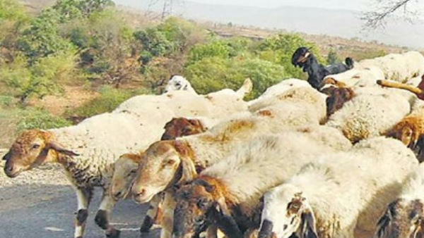 92 भेड़ बकरियां भारत में घुस आई