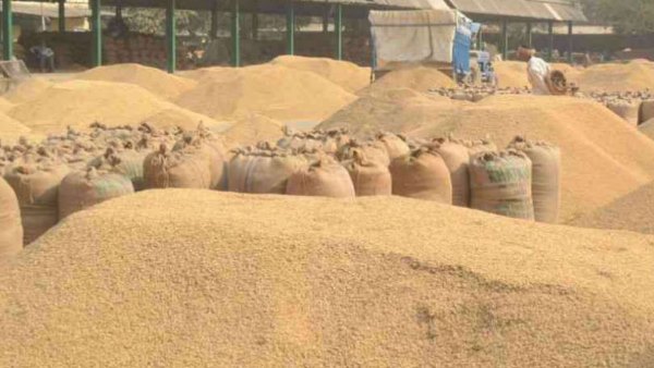 Fraud in purchase of paddy in kushinagar uttar pradesh Fraud in purchase of paddy in kushinagar uttar pradesh