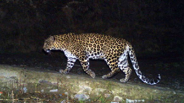 leopard hunting the bike rider In Kodinar, Gujarat leopard hunting the bike rider In Kodinar, Gujarat