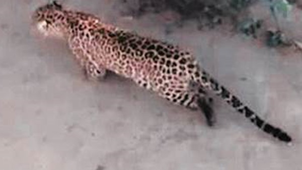 leopard hunting the bike rider In Kodinar, Gujarat leopard hunting the bike rider In Kodinar, Gujarat