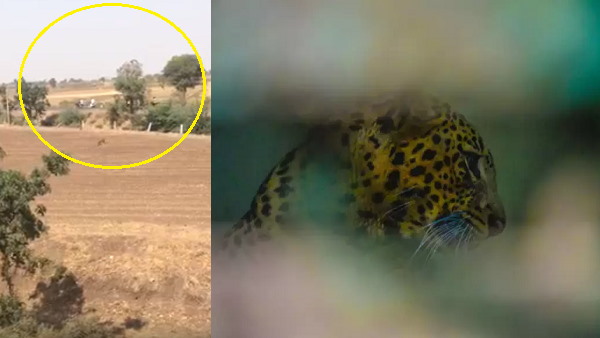 watch Video: After lions, leopards also hunt pets, a leopard hunting Six dogs at rajkot district watch Video: After lions, leopards also hunt pets, a leopard hunting Six dogs at rajkot district