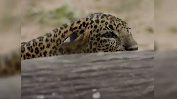 watch Video: After lions, leopards also hunt pets, a leopard hunting Six dogs at rajkot district watch Video: After lions, leopards also hunt pets, a leopard hunting Six dogs at rajkot district