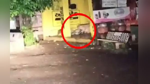 यहां गौशाला में 8 गायों को खा गए थे