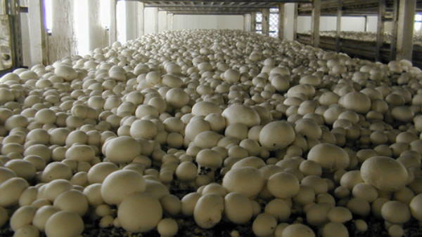 Farmer of UP earning four lakhs per month with mushroom farming Farmer of UP earning four lakhs per month with mushroom farming