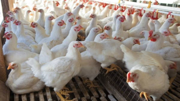 Bird Flu: दिल्ली के दो नगर निगमों ने चिकन की बिक्री पर लगाई रोक Bird Flu: दिल्ली के दो नगर निगमों ने चिकन की बिक्री पर लगाई रोक