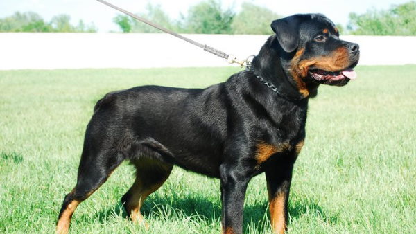 man was mauled to death by two pet Rottweilers in a farm near Chidambaram in Tamil Nadu man was mauled to death by two pet Rottweilers in a farm near Chidambaram in Tamil Nadu