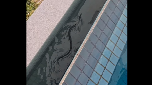 स्नेक कैचर्स की मदद से पूल से निकला सांप