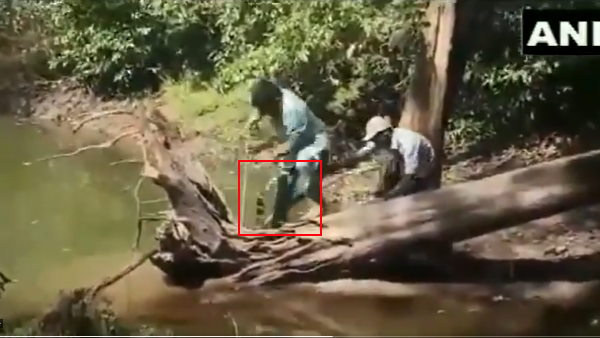 किंग कोबरा ने सांपों के एक्सपर्ट पर किया जानलेवा अटैक