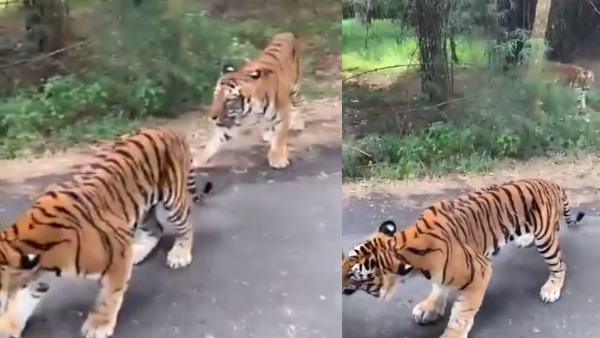 दो बाघों को देख डर गए लोग