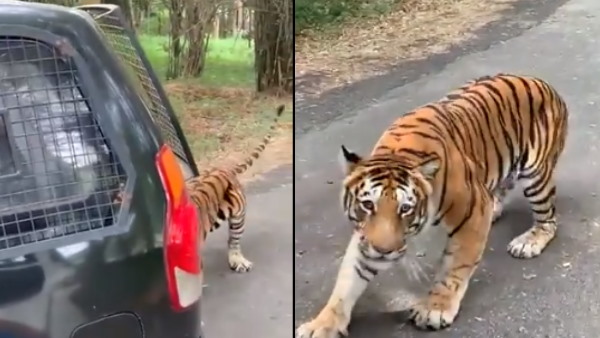 नुकीले दांतों से गाड़ी के बंपर को किया डैमेज