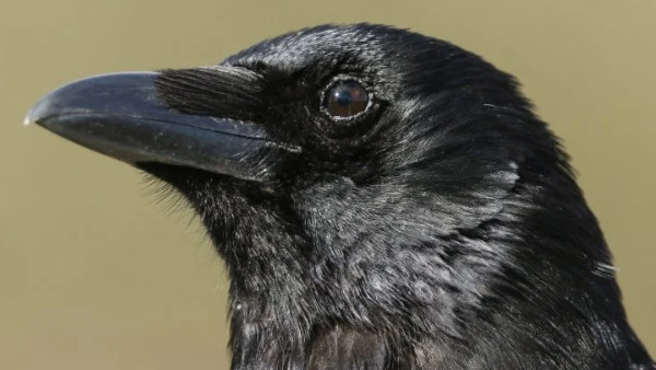 Bird flu alert in Rajasthan; 295 crows died in Baran, Jhalawar and Jodhpur Bird flu alert in Rajasthan; 295 crows died in Baran, Jhalawar and Jodhpur