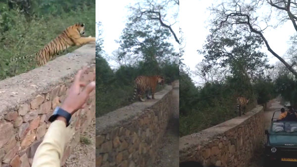 When Tiger arrives near tourist gypsy by climbing wall in Ranthambore Rajasthan When Tiger arrives near tourist gypsy by climbing wall in Ranthambore Rajasthan