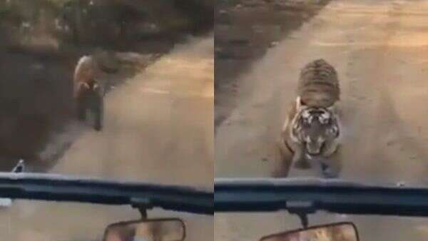 Ranthambore national park tiger viral video Ranthambore national park tiger viral video