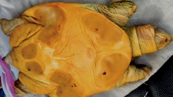 Dead turtle sold to sweet seller for 16.50 lakh in Sikar Rajasthan Dead turtle sold to sweet seller for 16.50 lakh in Sikar Rajasthan
