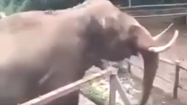 मस्ती के मूड में दिखा हाथी