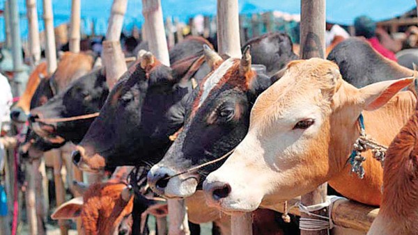 Cow science exam Cow science exam