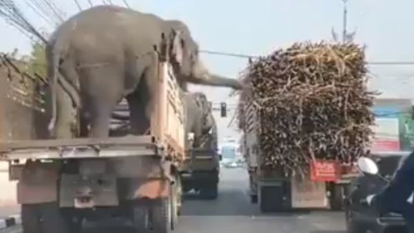हाथियों ने दिनदहाड़े लूटा गन्ने से भरा ट्रक