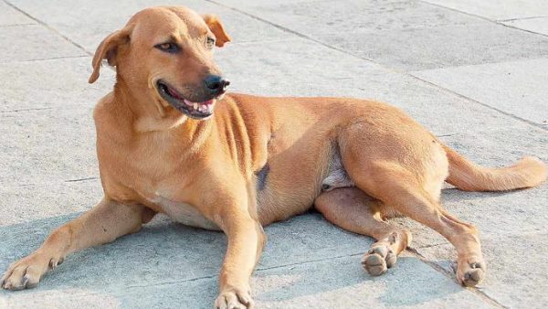 eight dogs died due to parvovirus in kanpur eight dogs died due to parvovirus in kanpur