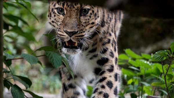 Human-wildlife conflict in the village of dahod district gujarat, son save mother Human-wildlife conflict in the village of dahod district gujarat, son save mother