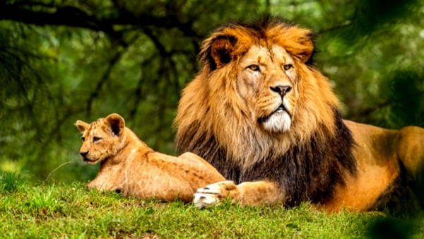 Reliance to set up worlds largest zoo in Jamnagar, Gujarat Reliance to set up worlds largest zoo in Jamnagar, Gujarat