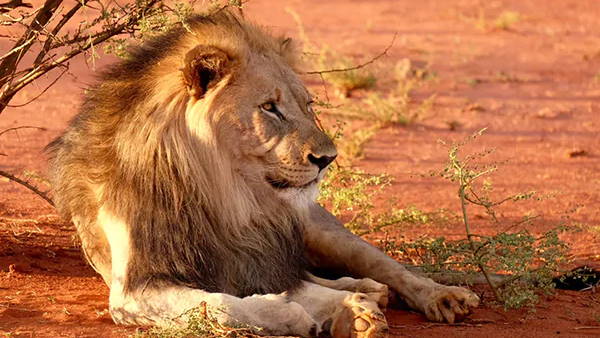 Reliance to set up worlds largest zoo in Jamnagar, Gujarat Reliance to set up worlds largest zoo in Jamnagar, Gujarat