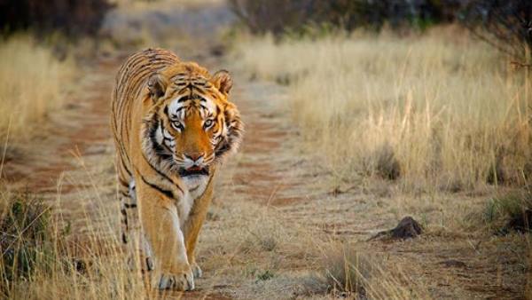 Tigress Tigress
