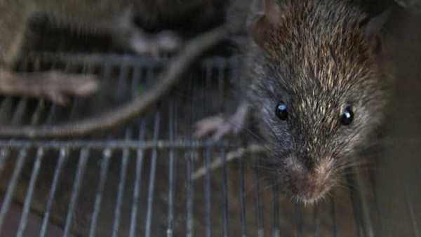 In sonepat, Rats nibble at farmers body in hospital mortuary, probe ordered In sonepat, Rats nibble at farmers body in hospital mortuary, probe ordered