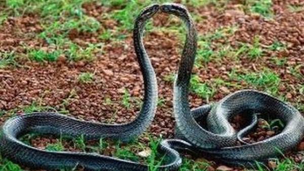 King Cobra King Cobra