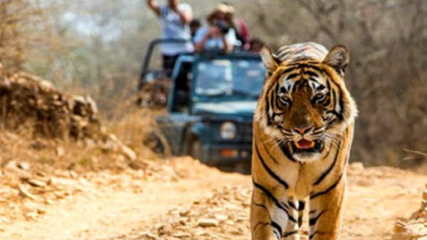 SC stayed order of plying private buses in core area of tiger reserve SC stayed order of plying private buses in core area of tiger reserve
