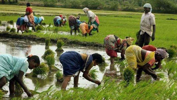 Madhya Pradesh governments decision will compensate crops due to arson Madhya Pradesh governments decision will compensate crops due to arson