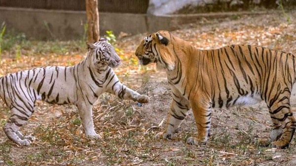 1 अप्रैल से खुल जाएगा कोरोना के चलते एक साल से बंद दिल्ली का चिड़ियाघर, टिकट होगा और महंगा 1 अप्रैल से खुल जाएगा कोरोना के चलते एक साल से बंद दिल्ली का चिड़ियाघर, टिकट होगा और महंगा