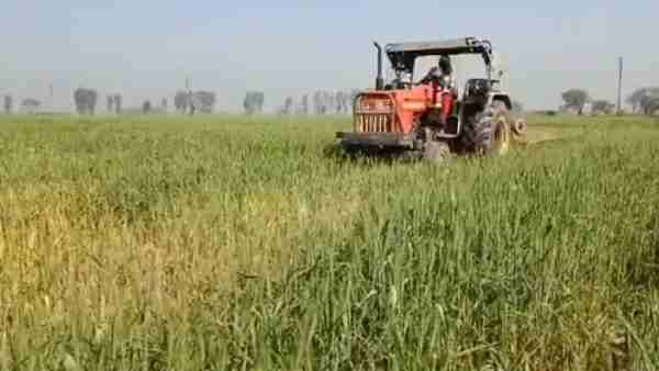 Mathura News: Farmer destroyed his four bigha wheat Mathura News: Farmer destroyed his four bigha wheat