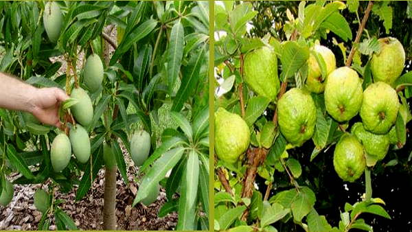 पाचन और त्वचा की समस्या