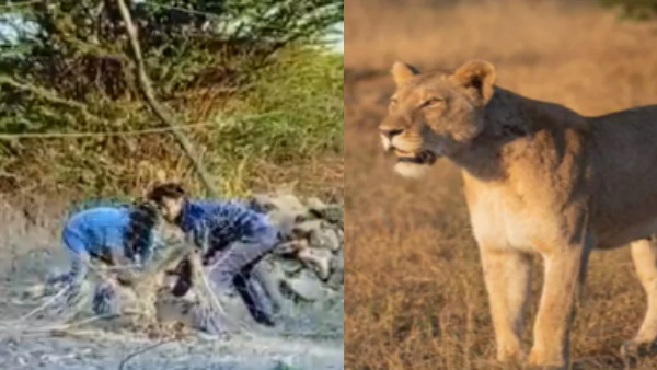मछुआरों के जाल में फंसा शावक